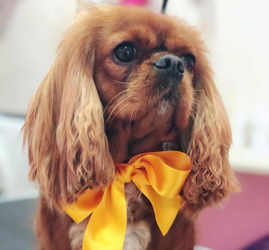 Foto di Cavalier King Charles Spaniel da Pet Therapy