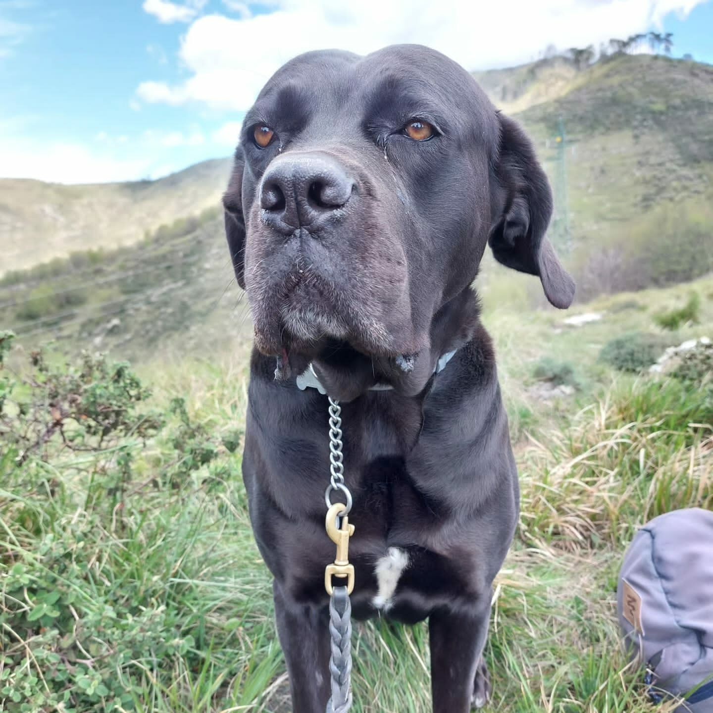 Foto di cane corso