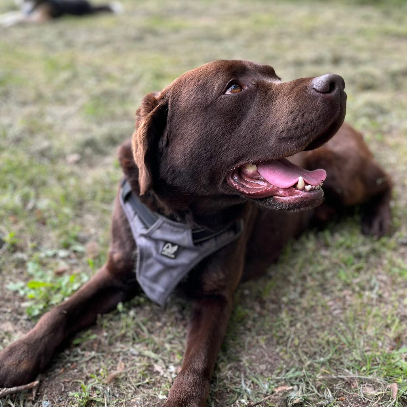 Foto di labrador retriever chocolate