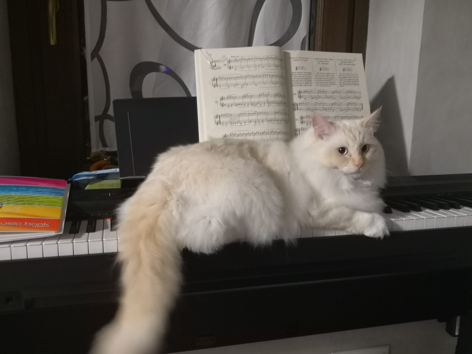 Foto di gatto sul pianoforte